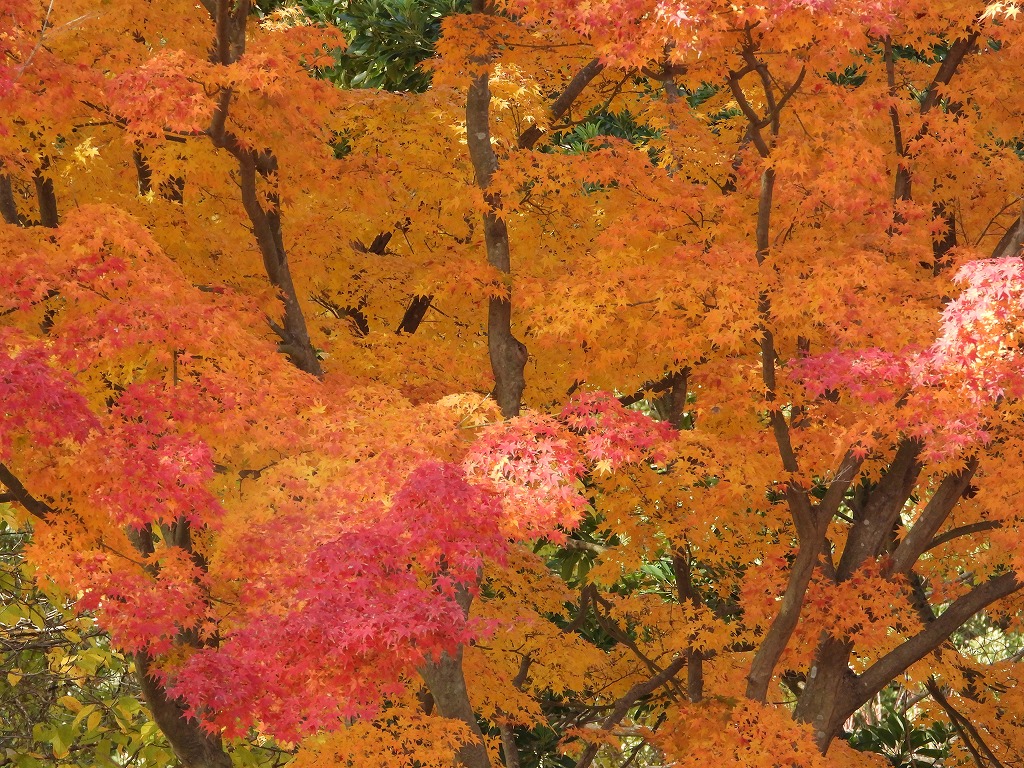 紅葉狩りをしよう！