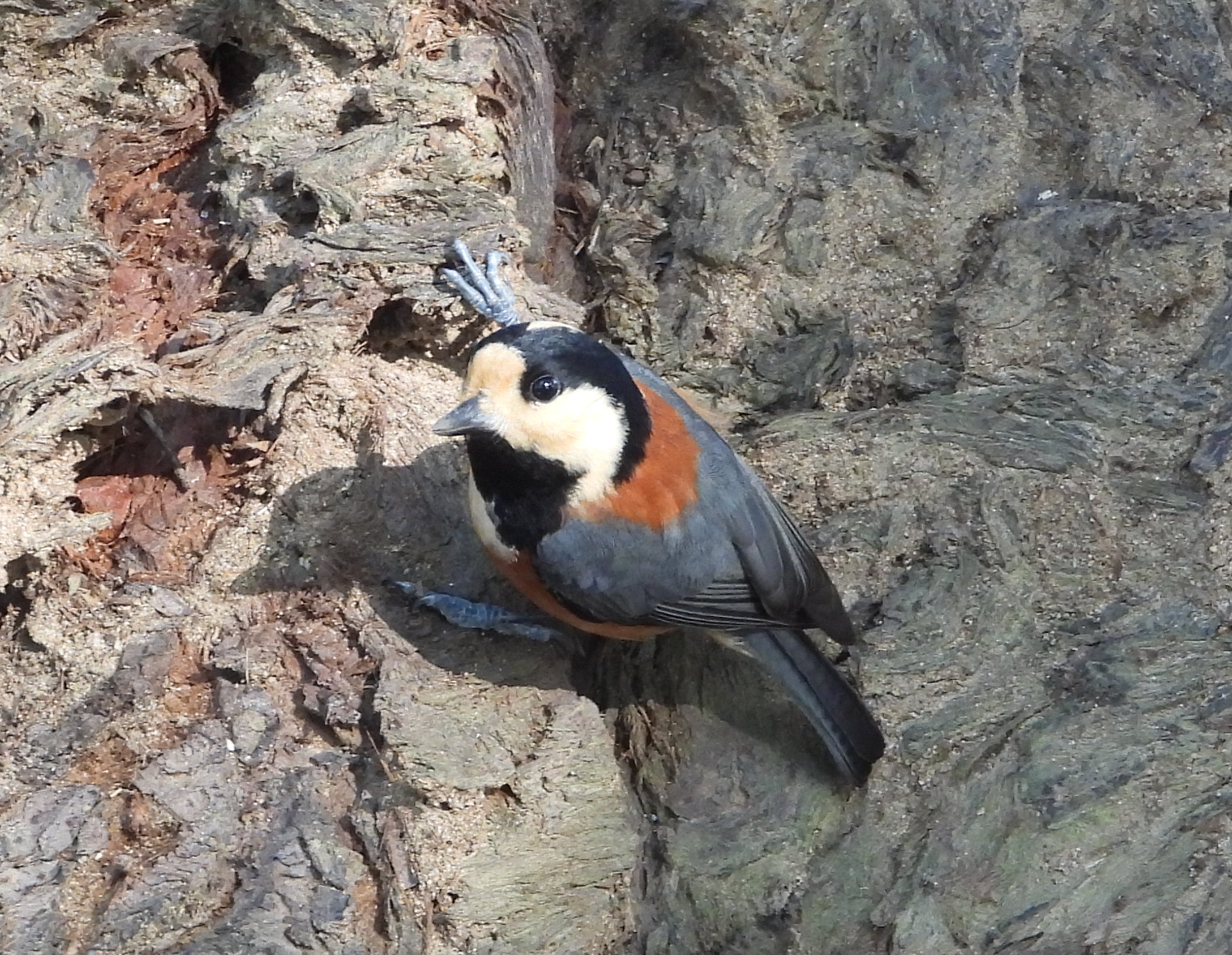 初冬の野鳥を探そう！