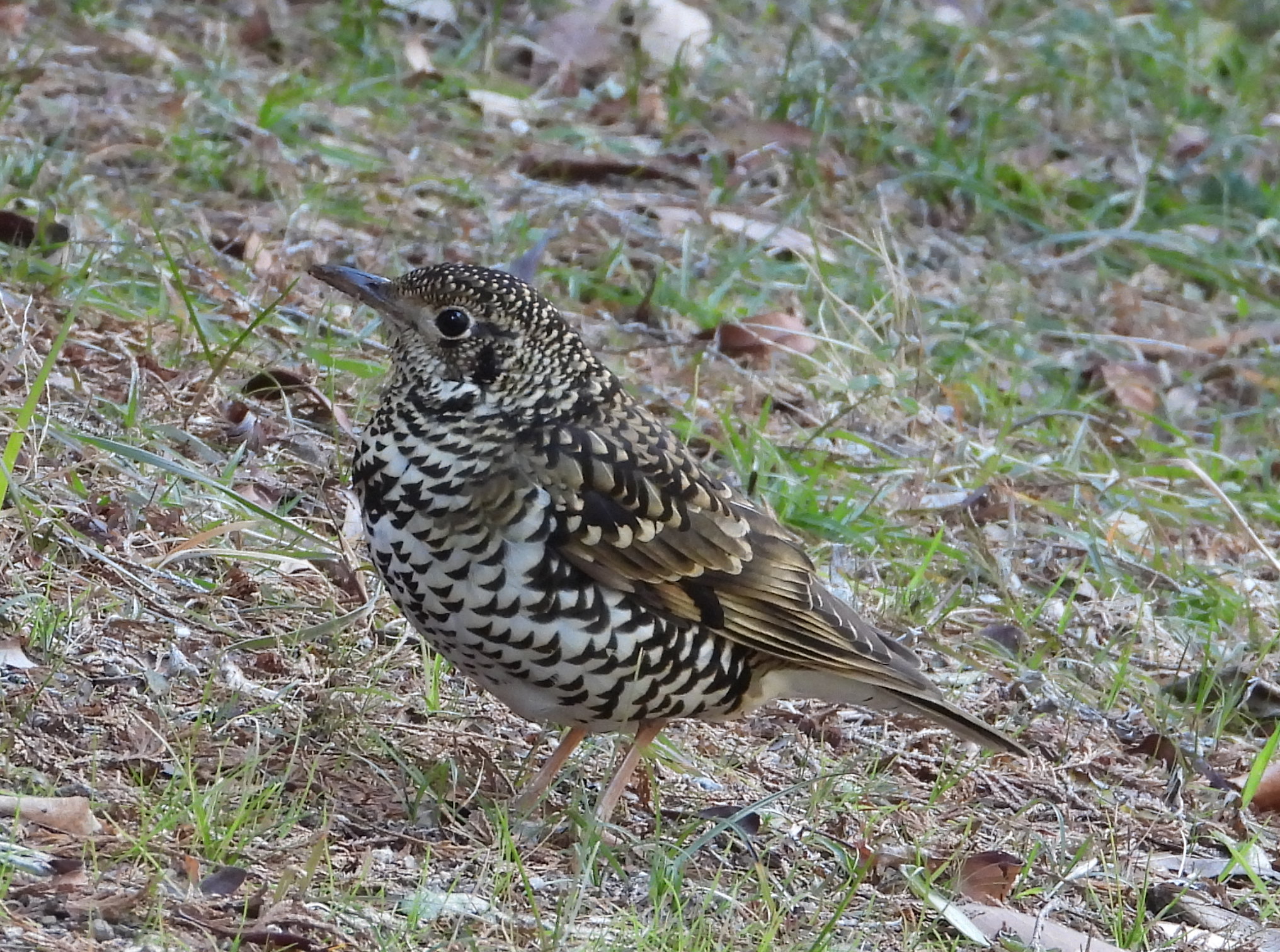 冬の野鳥を探そう！