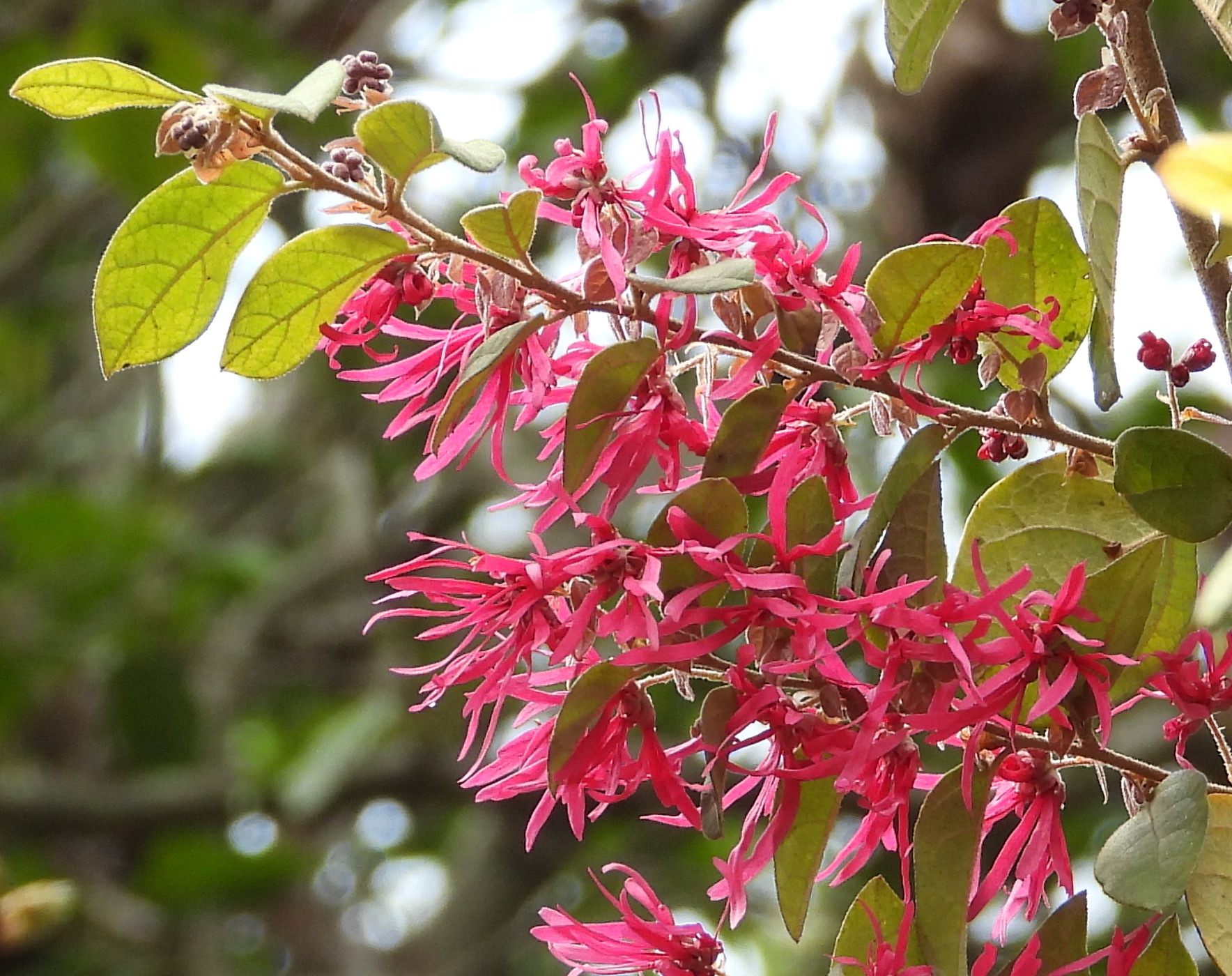 早春の樹木を観察しよう！