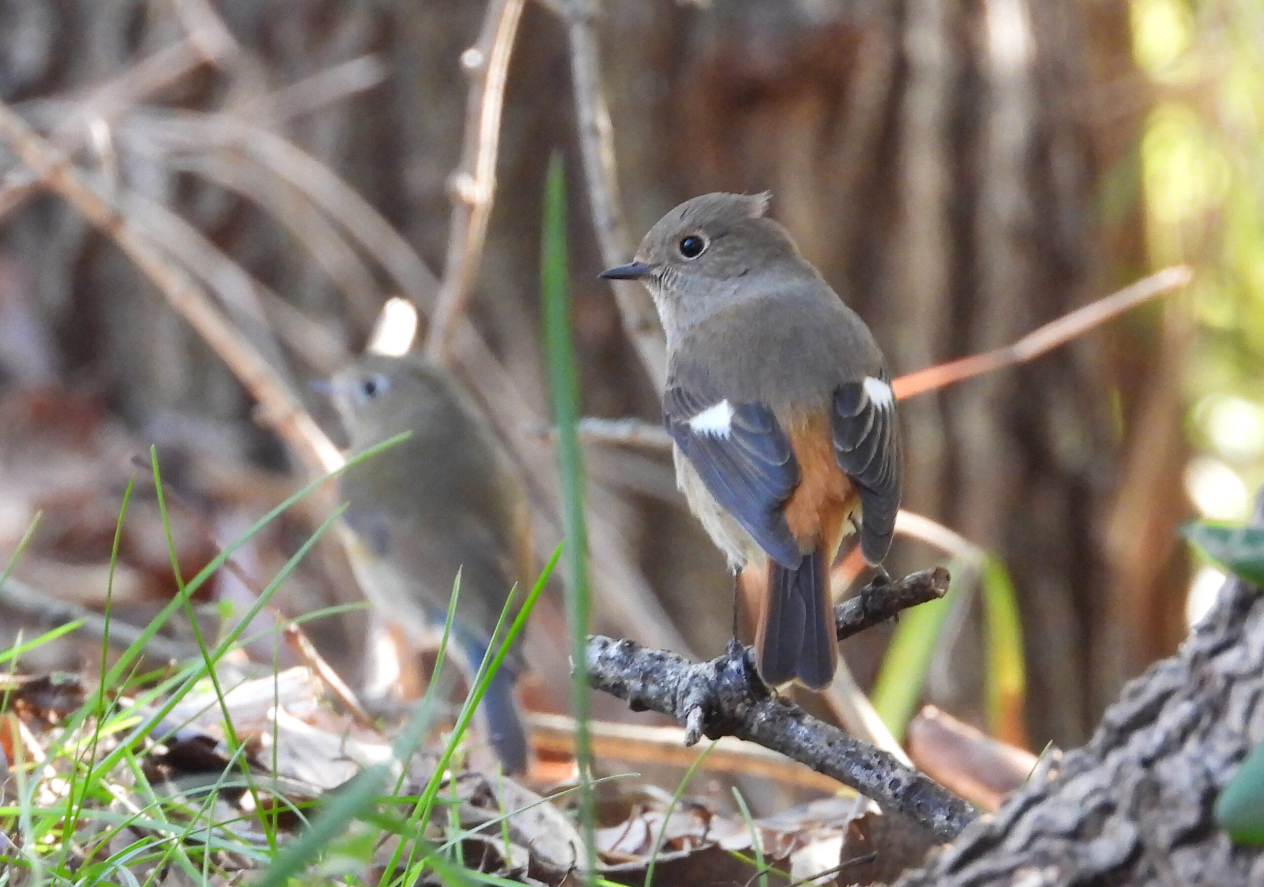 冬の野鳥を探そう！