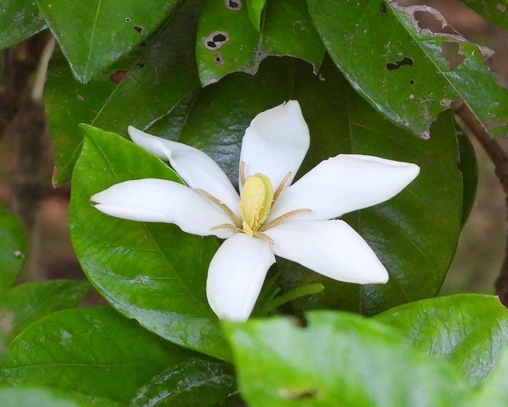 樹木の花を観察しよう！