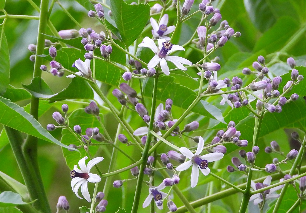 樹木の花を観察しよう！
