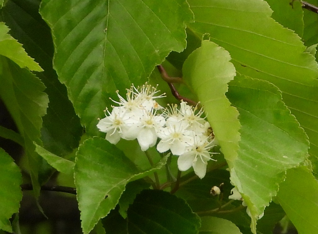 樹木の花を観察しよう！