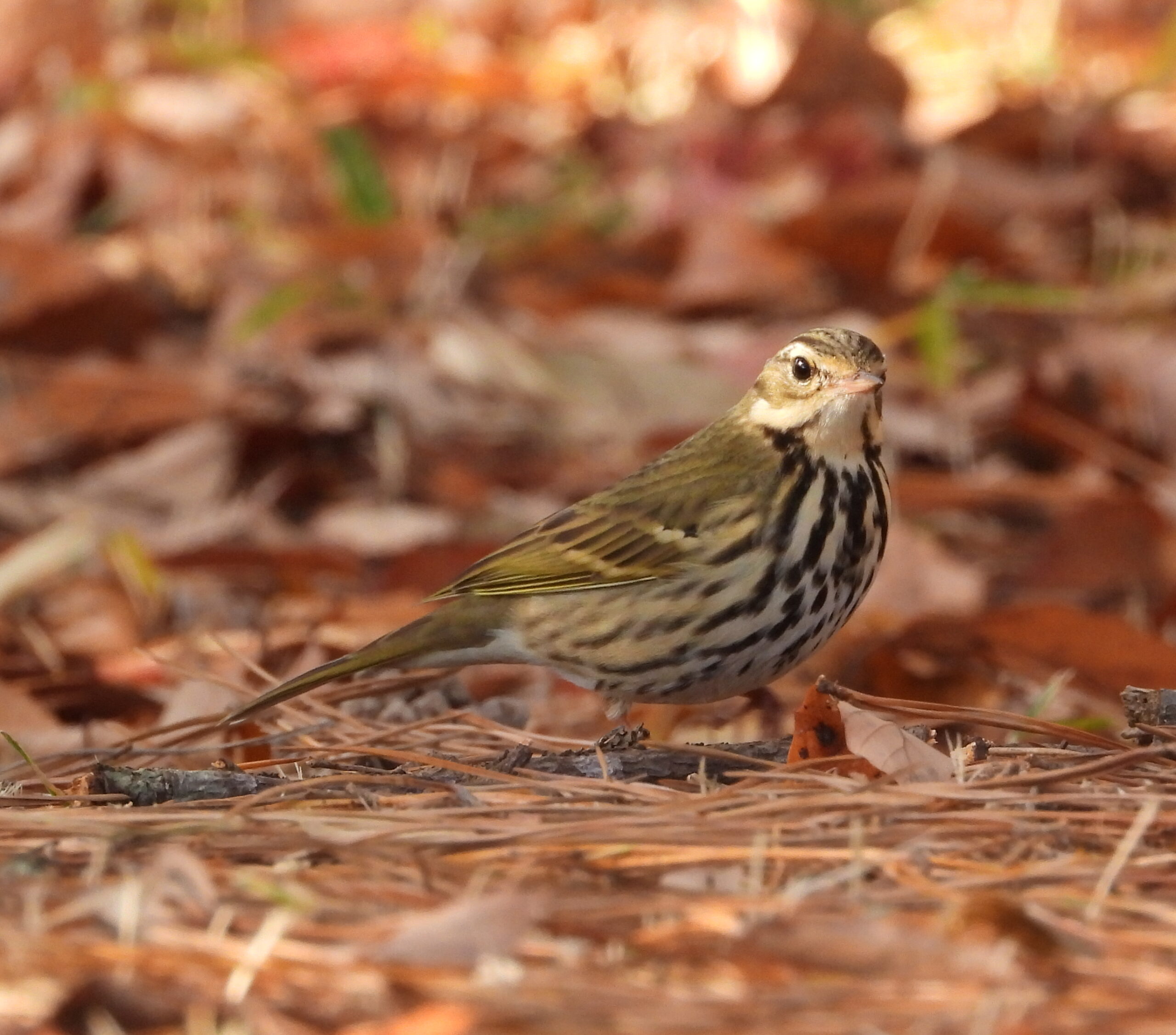 初冬の野鳥を探そう！